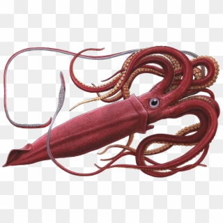 Squid Png Free Image Download - Colossal Squid, Transparent Png