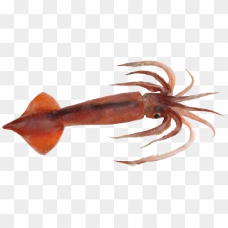 Colossal Squid Png, Transparent Png
