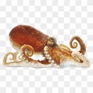 Squid Png Transparent Image - Octopus Png, Png Download