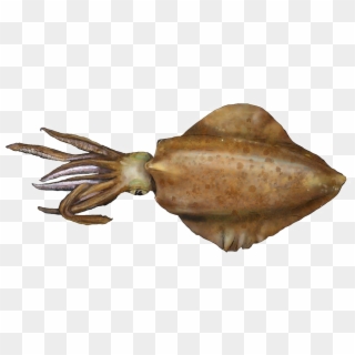 Squid Png Download Image - South Australian Squid, Transparent Png