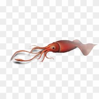 As We Approach The 100th Anniversary Of The Colossal - Giant Squid, HD Png Download