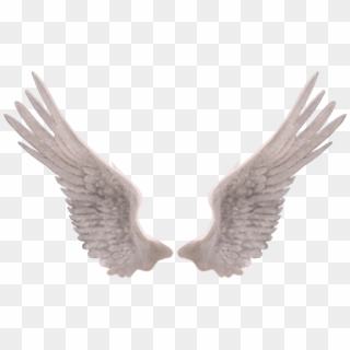 Report Abuse - Angel Wings Png, Transparent Png