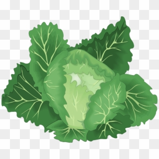 Lettuce Clipart Leafy Vegetable - Green Vegetable Clipart Png, Transparent Png