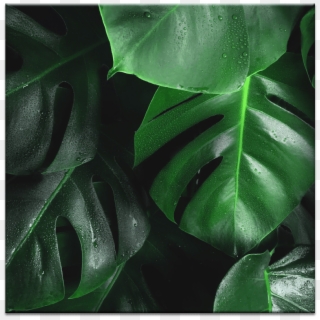 Leafy Green - 叢林 植物, HD Png Download