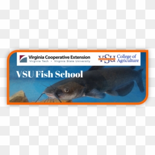 Vsu Fish School Image - Virginia State University, HD Png Download