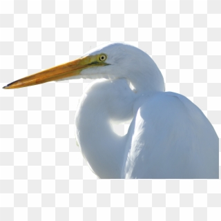 Crane - Great Egret, HD Png Download