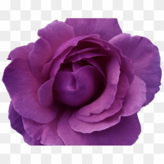 Rose Tattoo Clipart Transparent Background - Purple Flowers Transparent Background, HD Png Download