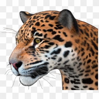 Jaguar Png - Jaguar, Transparent Png
