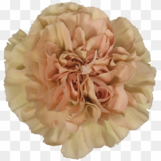 Lege Marone Nude, Carnations, Amazing Flowers - Carnation, HD Png Download