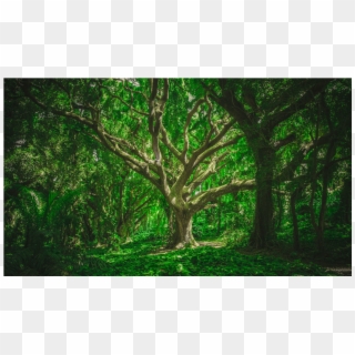 Forest Trees, HD Png Download