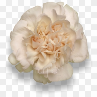 Lizzy Carnations - Carnation, HD Png Download