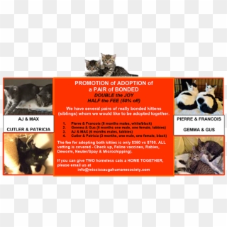 Promotiong Of Adopting A Pair Of Kittens - Domestic Short-haired Cat, HD Png Download
