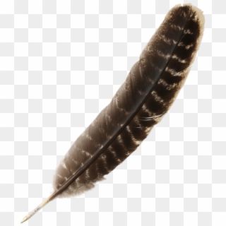 Feather, HD Png Download