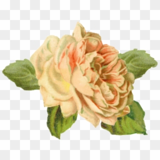Gp-73 - V - 5 - 7 283 - 4 Kb - Yellow Rose - Garden Roses, HD Png Download