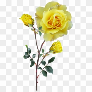 Rose, Yellow, Stem, Buds - Yellow Flowers Stem Png, Transparent Png