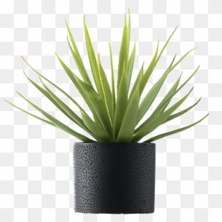 Palm Vase - Solo - Png Plants With Vase, Transparent Png