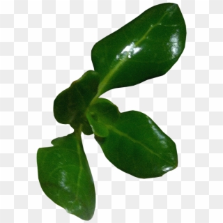 Leafs Png - Herb, Transparent Png