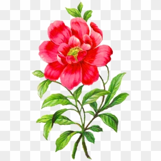 Red Flower Clipart Red Peony - Camellia Flower Clip Art, HD Png Download