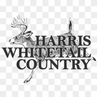Trophy Texas Whitetail Hunts - Deer Clip Art, HD Png Download