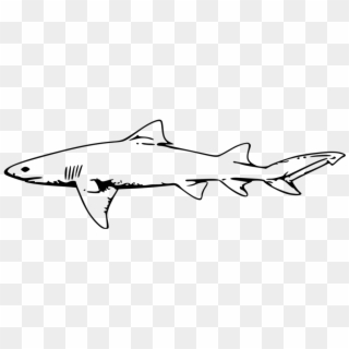 Download Similars - Shark Clipart Black And White, HD Png Download