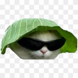 Sunglasses Clipart Dank - Cat, HD Png Download