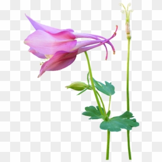 Flower, Pink, Stem, Seed - Canada Columbine, HD Png Download