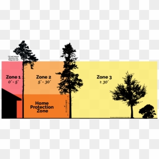 Your 100 Ft Of Defensible Space Should Be Considered - White Pine, HD Png Download