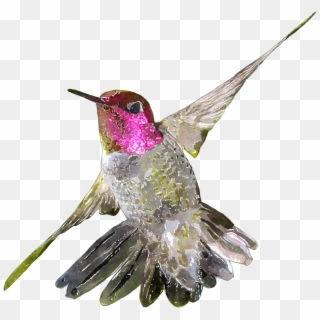 Picture Free Library Hummingbird Clipart Watercolor, HD Png Download