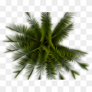 Palm Tree Clipart Top View - Top View Tree Png, Transparent Png