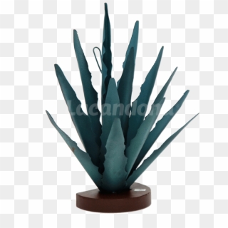 Decorative Agave - Agave Azul, HD Png Download