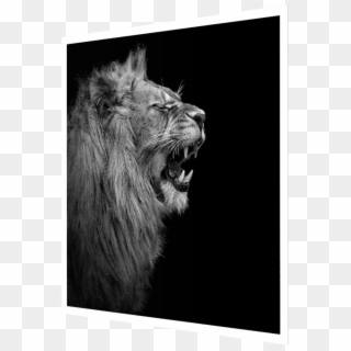 Photo Young Lion I - Masai Lion, HD Png Download
