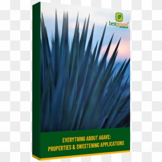 Placeholder - - Agave, HD Png Download