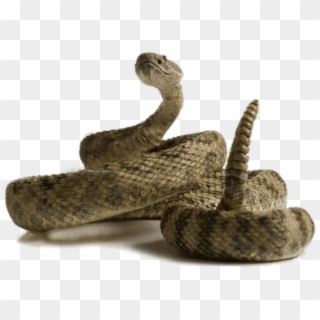 Rattlesnake Clipart Desert Snake - Diferentes Tipos De Picadas, HD Png Download