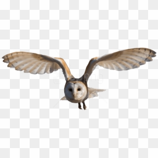 Free Png Download Barn Owl Png Images Background Png - Barn Owl Png, Transparent Png