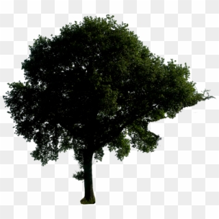 Night Tree Png - Tree At Night Png, Transparent Png