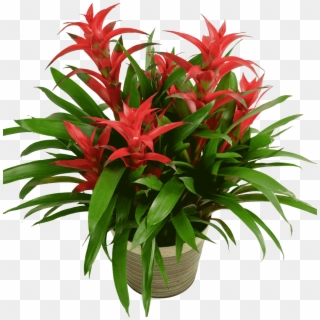 Bromeliad Plant - Bromelia, HD Png Download