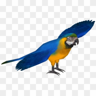 Blue And Gold Macaw - Macaw, HD Png Download