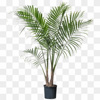Palm Plant , Png Download - Potted Palm Tree, Transparent Png