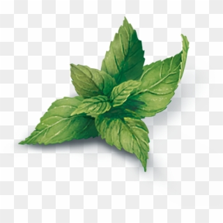 Peppermint Png - Peppermint, Transparent Png