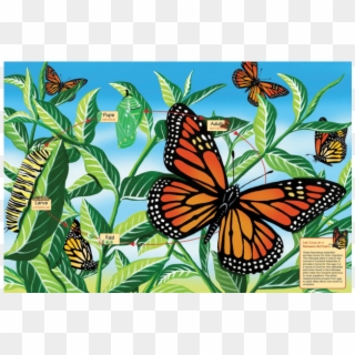 Life Cycle Of A Monarch Butterfly - Life Cycle Of A Butterfly, HD Png Download