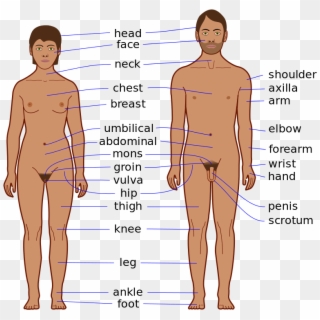 Male Body Diagram - Features Of The Body, HD Png Download