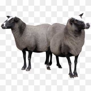 Two Sheeps Png Image, Transparent Png