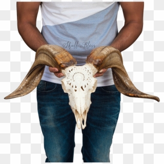 Bull, HD Png Download