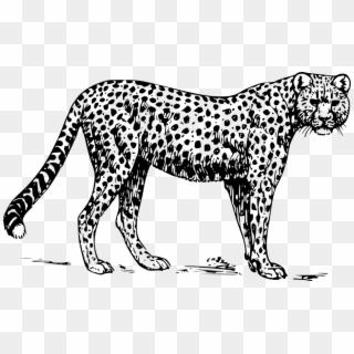 Black And White Png Zoo - Leopard Clip Art Black And White, Transparent Png