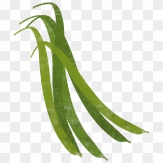 French-beans - Illustration, HD Png Download