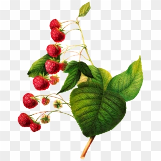 Digital Raspberry Download - Raspberry Botanical Illustration, HD Png Download
