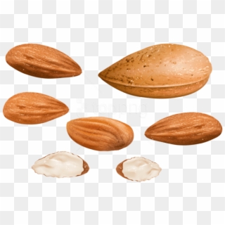Free Png Download Almonds Clipart Png Photo Png Images - Almond, Transparent Png