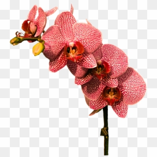 Orchidee Png, Transparent Png