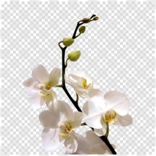 White Orchid Flower Png Clipart Orchids Flower Clip - Talk To People Icon, Transparent Png