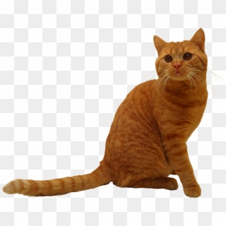 Sitting Cat, HD Png Download
